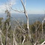 yrtleford - Avventura con il 4x4 sul mt. buffalo national park.